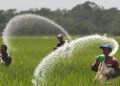 hike in fertiliser prices in new year farmers in trouble