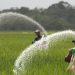 hike in fertiliser prices in new year farmers in trouble