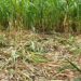 wild boar damaging crops of farmers in manchar Pune