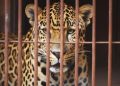 leopard caught in cage in digrajwadi shirur pune