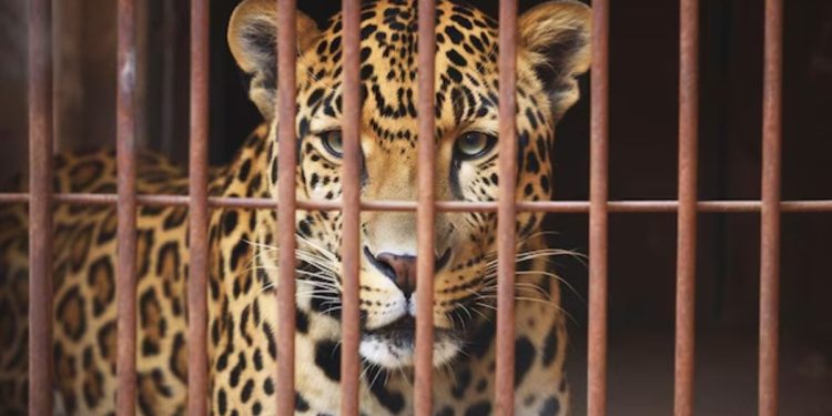 leopard caught in cage in digrajwadi shirur pune