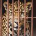 leopard caught in cage in digrajwadi shirur pune