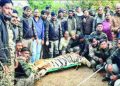 injured tiger caught and treated in chandrapur