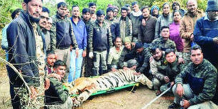 injured tiger caught and treated in chandrapur