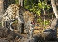 Govt plans to sterilize leopards to control population growth amid rising human-leopard conflicts