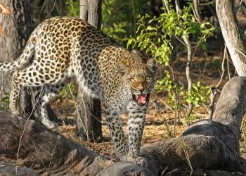 Govt plans to sterilize leopards to control population growth amid rising human-leopard conflicts