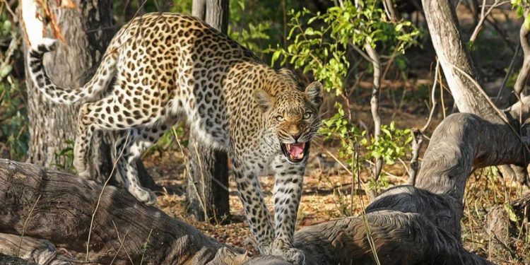 Govt plans to sterilize leopards to control population growth amid rising human-leopard conflicts