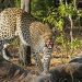 Govt plans to sterilize leopards to control population growth amid rising human-leopard conflicts