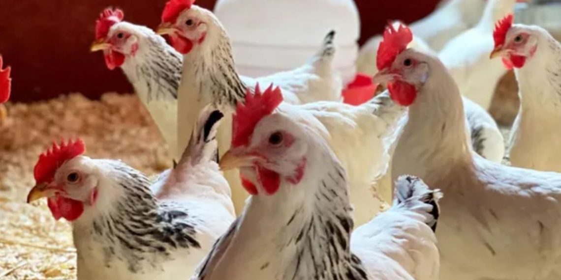 Bird flu outbreak reported in Dharashiv, culling starts