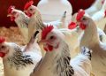 Bird flu outbreak reported in Dharashiv, culling starts