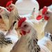 Bird flu outbreak reported in Dharashiv, culling starts
