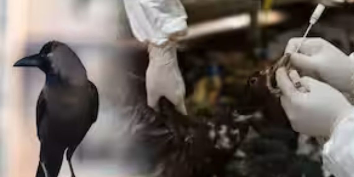 Bird Flu Confirmed In Solapur As Crows Test Positive