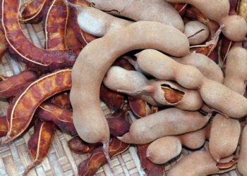 farmers get good prices tamarind in latur