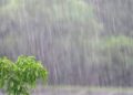 unseasonal rain in west part karmala tehsil
