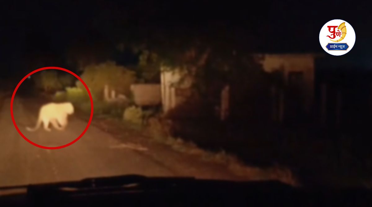 Shirur News: Fear created by sight of injured leopard; Citizens demand to capture leopard in Vadgaon Rasai.....