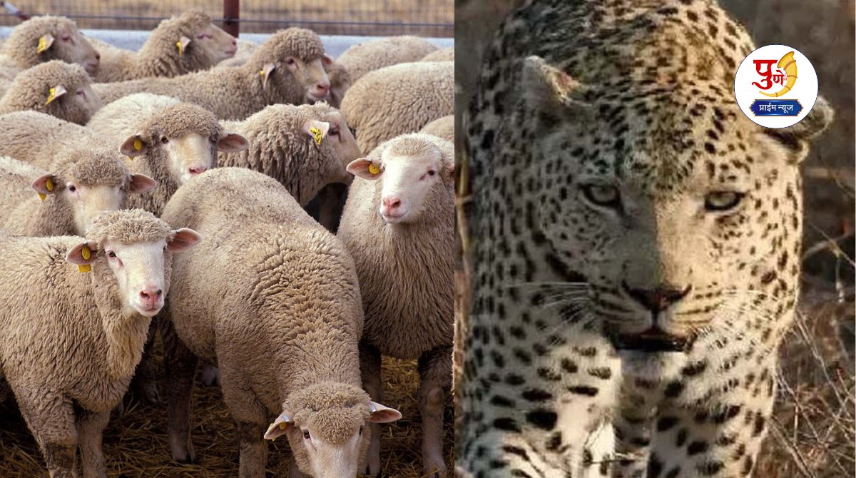 Lonikand News: Leopard attacks sheep herd in Bakori; Four sheep killed, two seriously injured