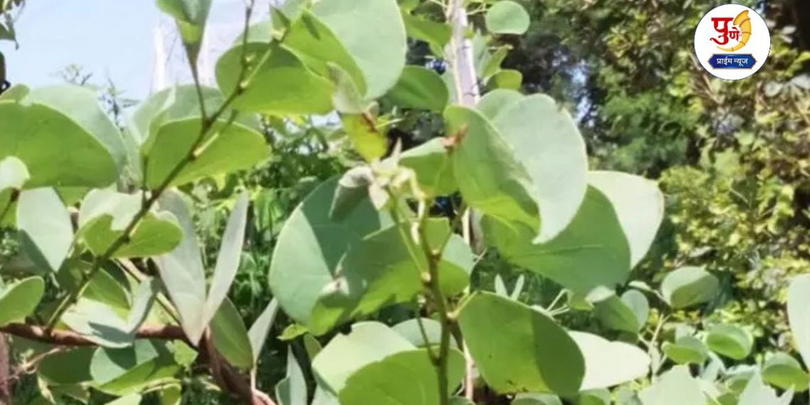 Dussehra: Why are apatya leaves offered as 'gold' on Vijayadashami? Know the historical tradition behind this...