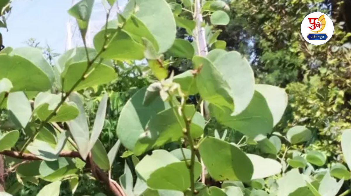 Dussehra: Why are apatya leaves offered as 'gold' on Vijayadashami? Know the historical tradition behind this...