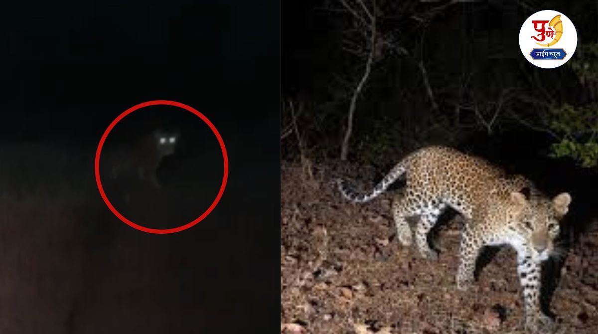 Bhor News: Leopard sighted in Bhor taluka; JCB worker shivered!