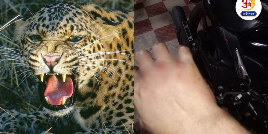 Nhavare News: Leopard attacks bike rider in Vadgaon Rasai; Demand to catch leopard in a cage.....