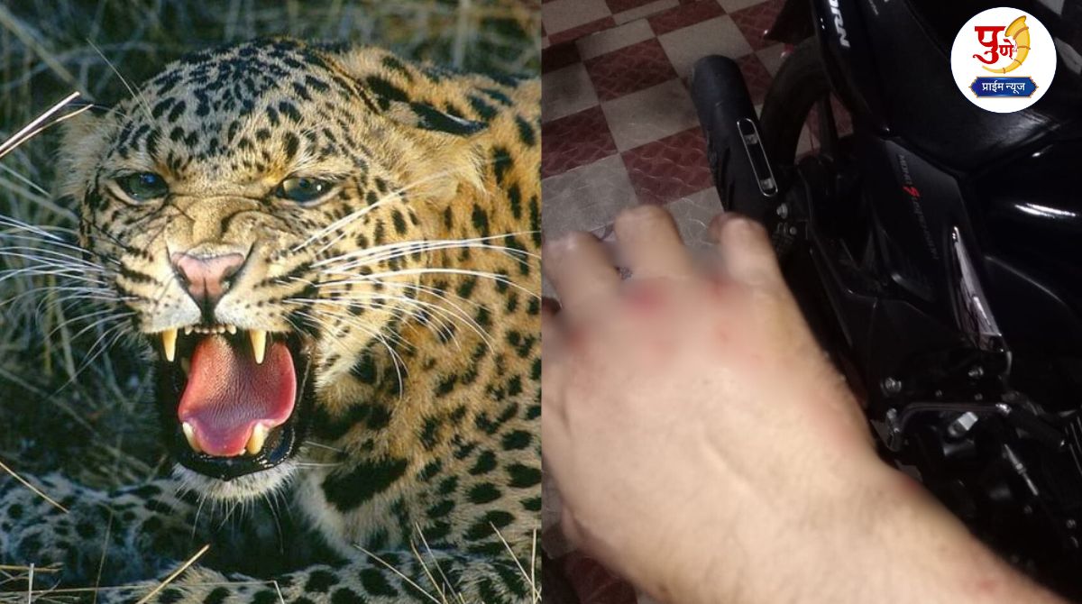 Nhavare News: Leopard attacks bike rider in Vadgaon Rasai; Demand to catch leopard in a cage.....
