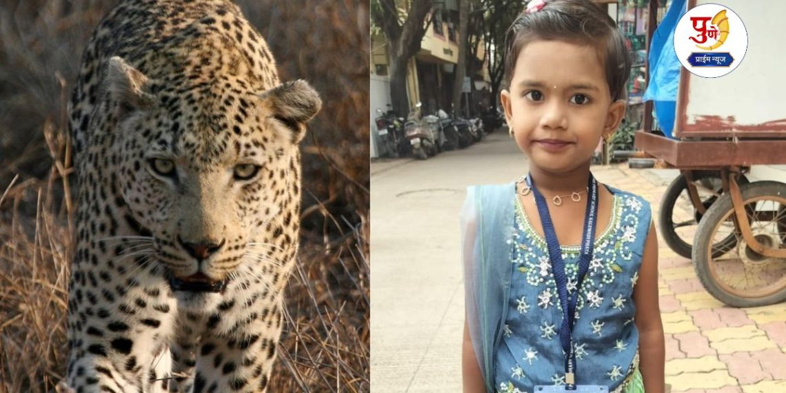 Shirur Leopard Attack: 5-year-old child dies in leopard attack in Pimperkhed