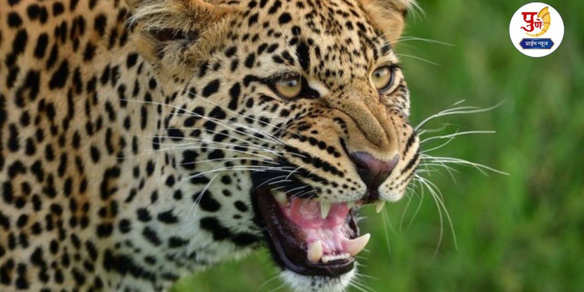 Pune Leopard Attack: Leopard attacks dog in Jambhali village of Bhor taluka; Atmosphere of fear among citizens