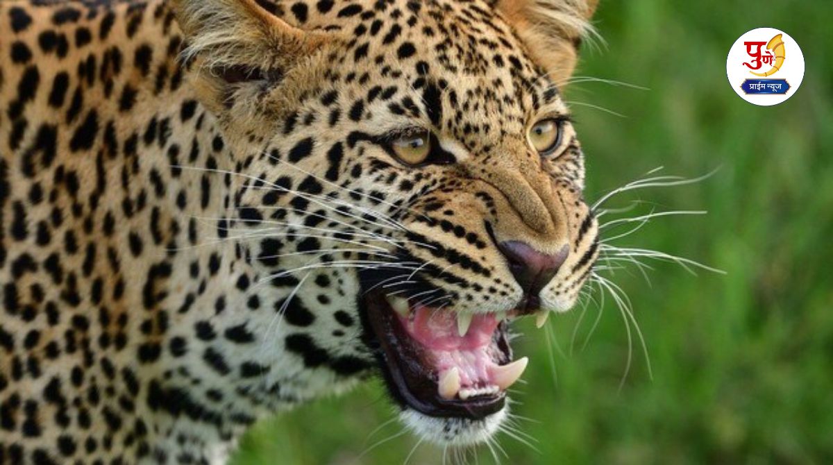 Pune Leopard Attack: Leopard attacks dog in Jambhali village of Bhor taluka; Atmosphere of fear among citizens