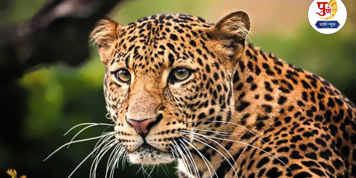 Shirur Leopard Attack: The taluka trembled with the terror of leopards; "How many more victims will the administration wake up after?" Angry question from villagers...