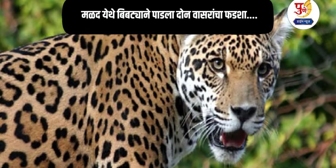 Daund Leopard Attack: Leopard kills two calves in Mald....