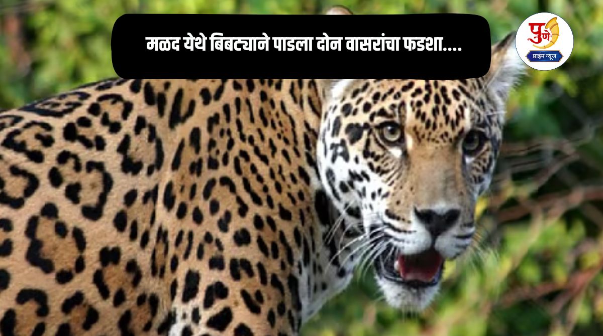Daund Leopard Attack: Leopard kills two calves in Mald....