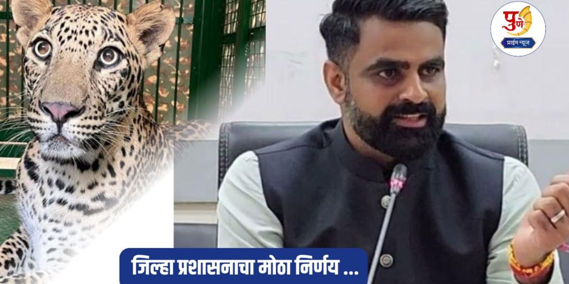 Pune Leopard: Control over leopard attacks in Pune! District administration's big decision...
