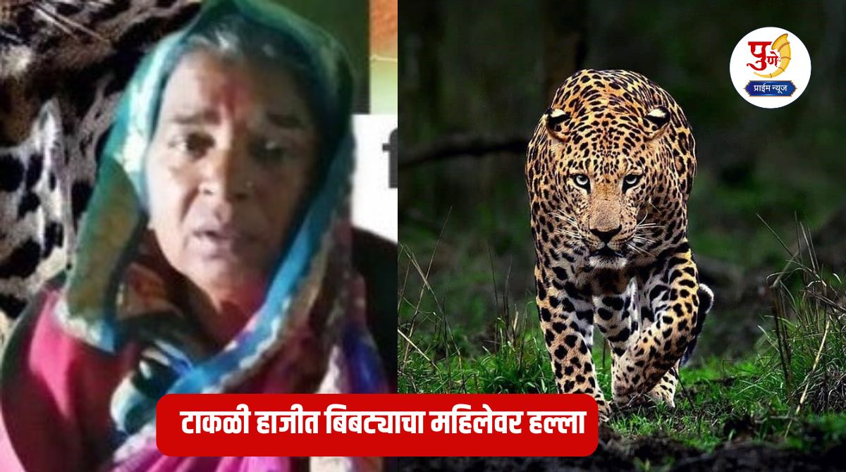 Shirur Leopard Attack: My mother was saved as a cow; Leopard attacks woman in Takli Hajit; Woman narrowly escapes..