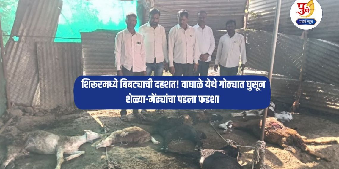 Shirur News: Leopard terror in Shirur! A leopard entered a cowshed in Waghale and killed goats and sheep; villagers are scared