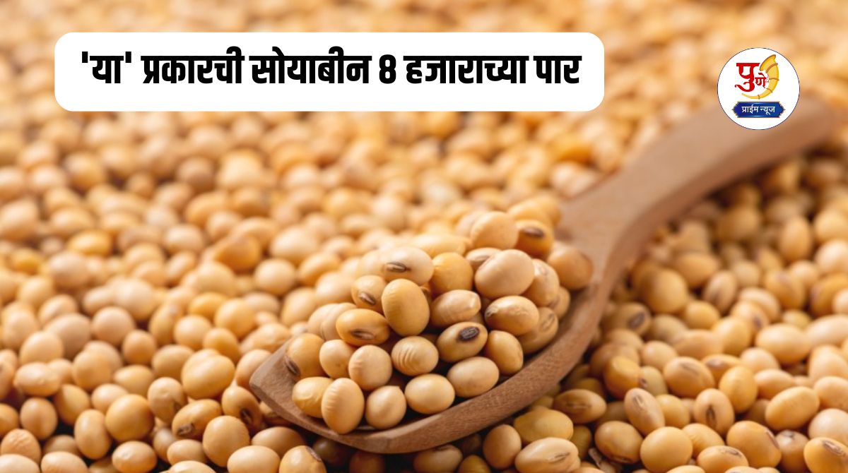Soybean Market Rate: Big news for farmers..! Soybean price at an all-time high; 'This' type of soybean crosses Rs 8,000
