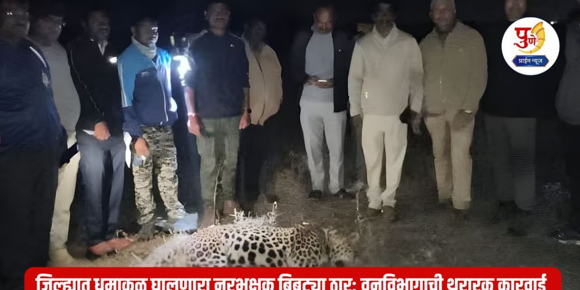 Ahilyanagar Leopard: Finally, the man-eating leopard that was causing havoc in the district was killed; Thrilling action by the Forest Department