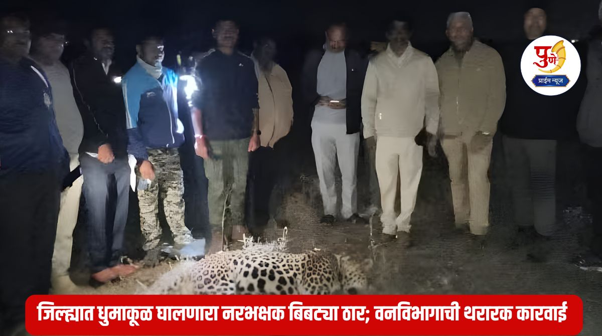 Ahilyanagar Leopard: Finally, the man-eating leopard that was causing havoc in the district was killed; Thrilling action by the Forest Department