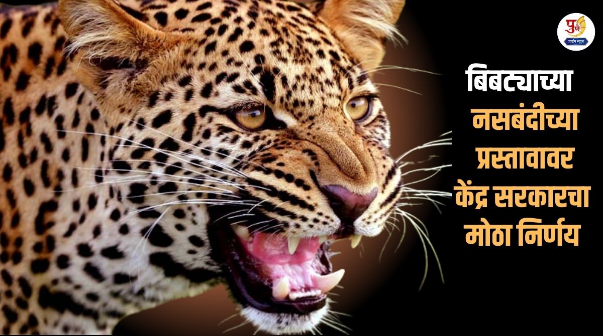 Big news..! Relief for farmers from leopard terror? Central government's big decision on sterilization proposal