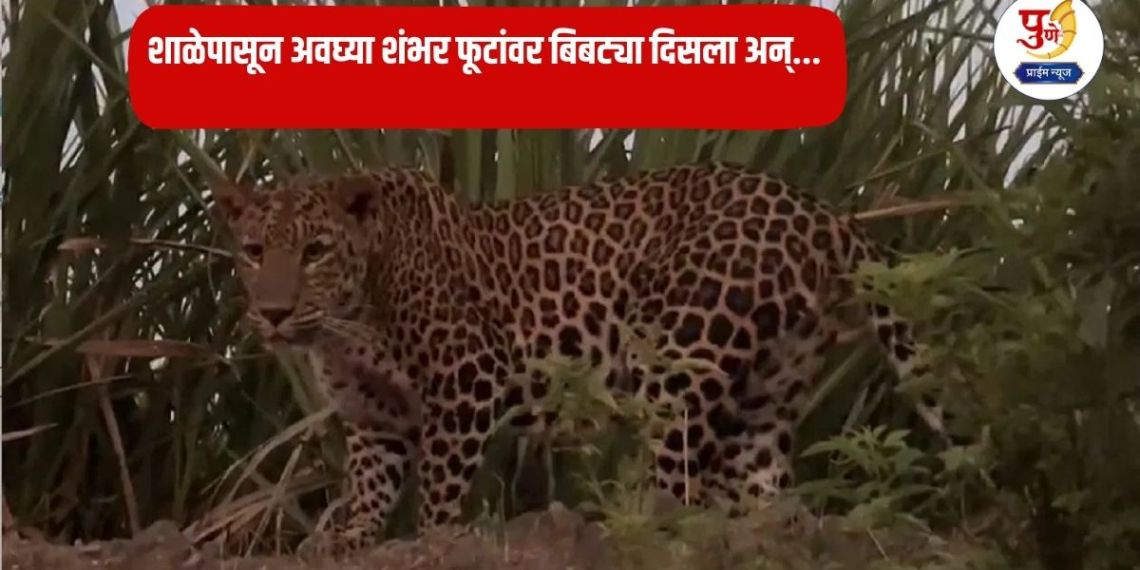 Shirur News: “Leopard just a hundred feet from school; A major disaster was averted due to the teachers’ precautionary measures, an atmosphere of fear among parents and villagers”