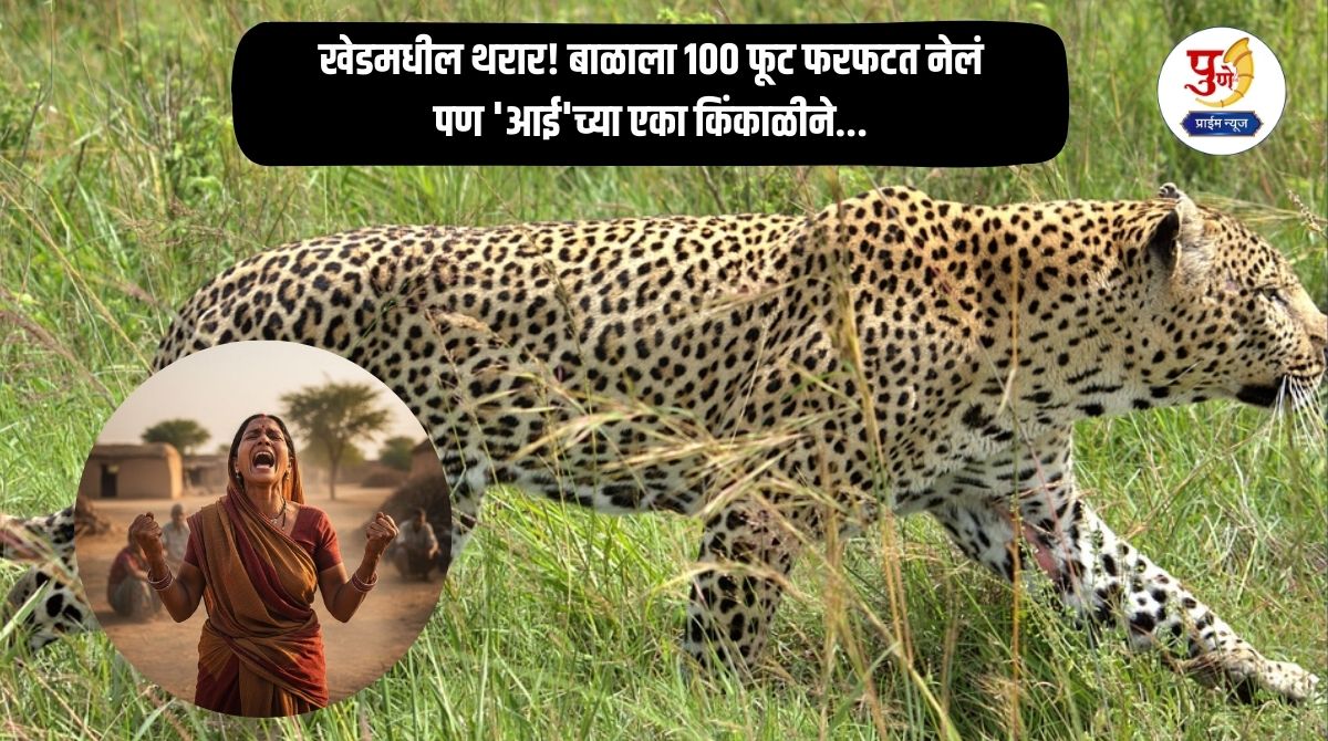 Khed News: Thrill in Khed! The baby was carried away 100 feet, but the leopard ran away with a scream from 'mother'; What exactly happened?