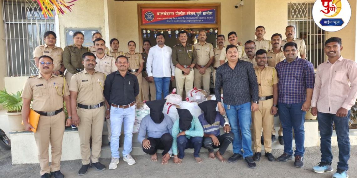 Interstate gang involved in smuggling of ganja busted; Walchandnagar police seizes goods worth Rs 29 lakh