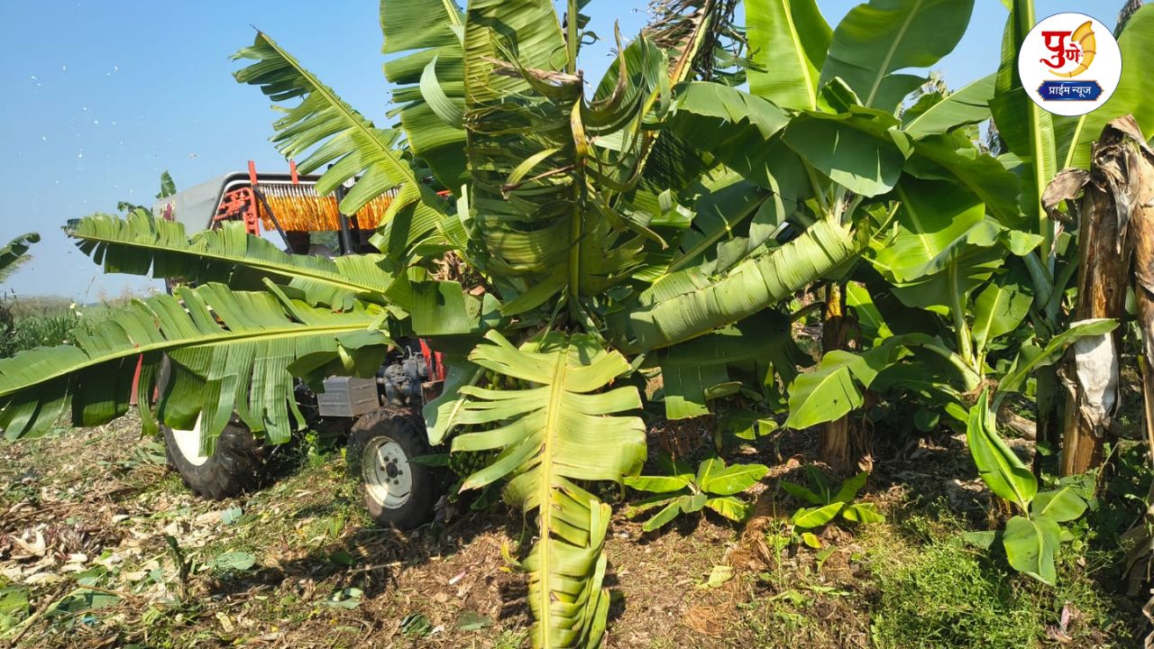 Banana prices plummet, farmer's hard work destroyed under rotavator!
