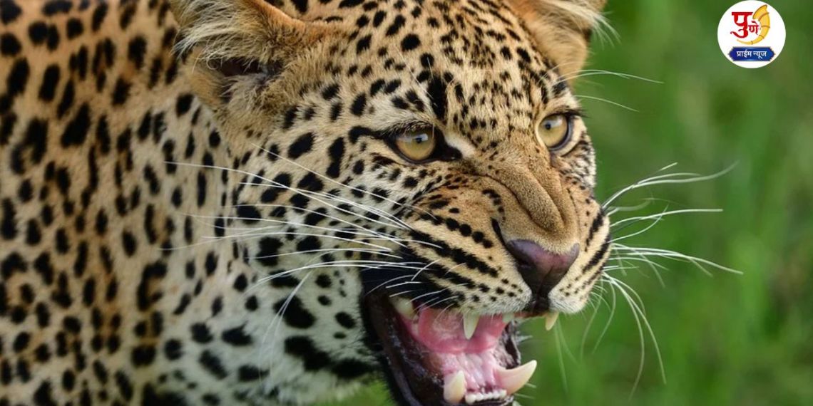 Pune Leopard Attack: Punekars, now get rid of leopard attacks! Just keep these 4 things in mind