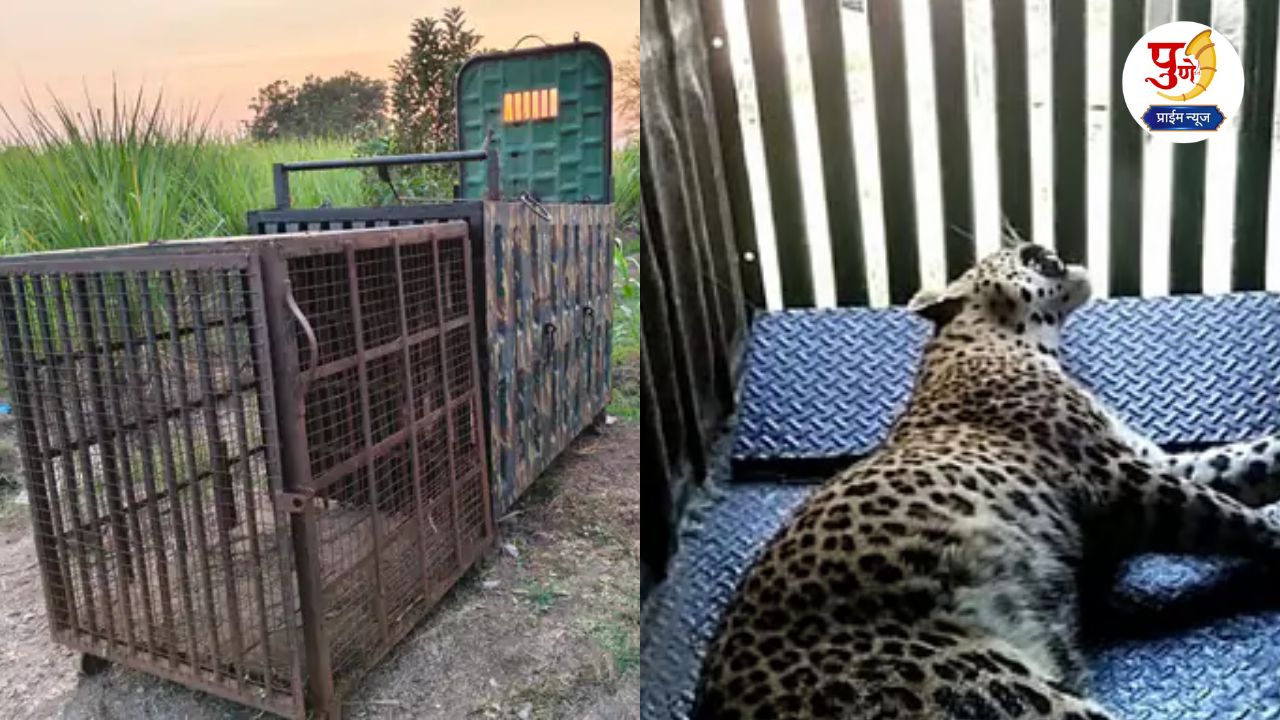 Leopard News
