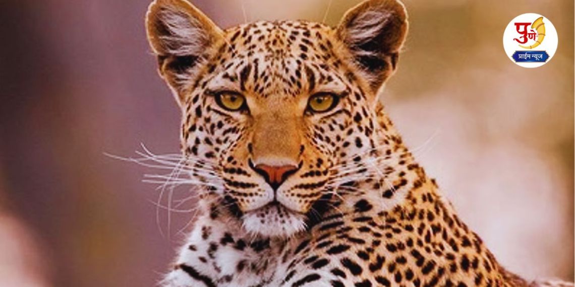 Pune Leopard