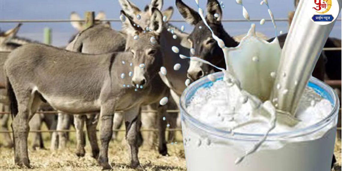 Donkey milk is worth gold..! As much as... per liter; You will be surprised to read about its benefits
