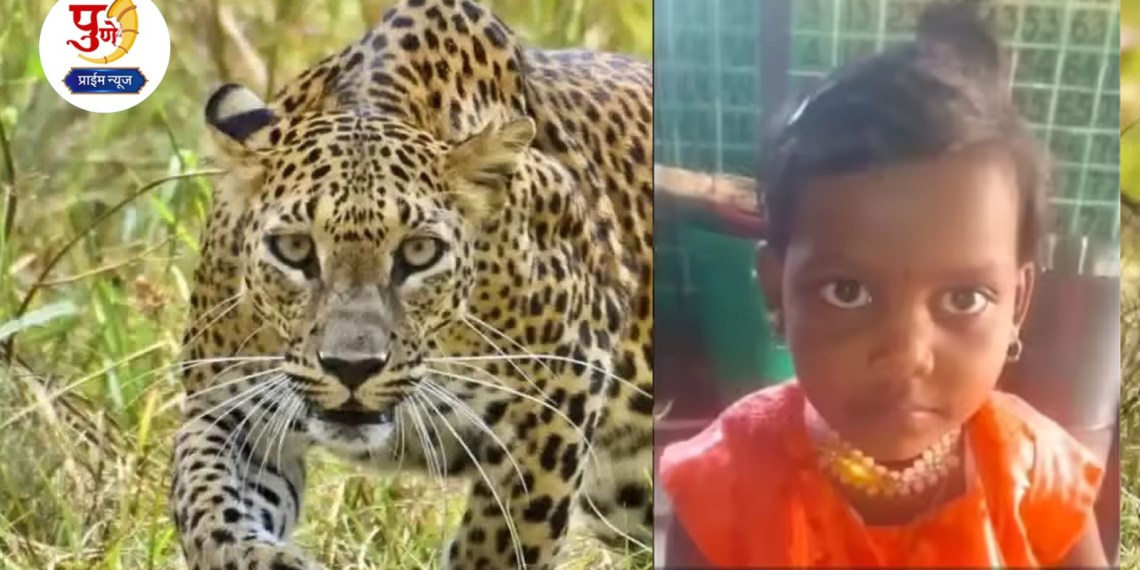 Ahilyanagar Leopard Attack Leopard attacks again 5-year-old child taken away while sitting in front of fireplace; Villagers outraged