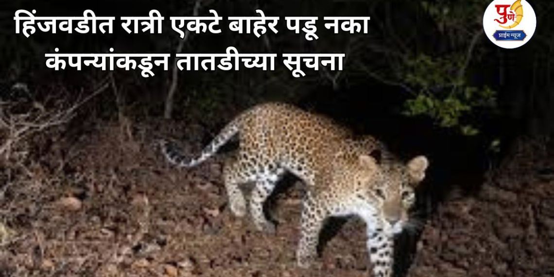 Pune News: Big news! Don't go out alone at night in Hinjewadi; Urgent notice from companies due to increasing leopard activity