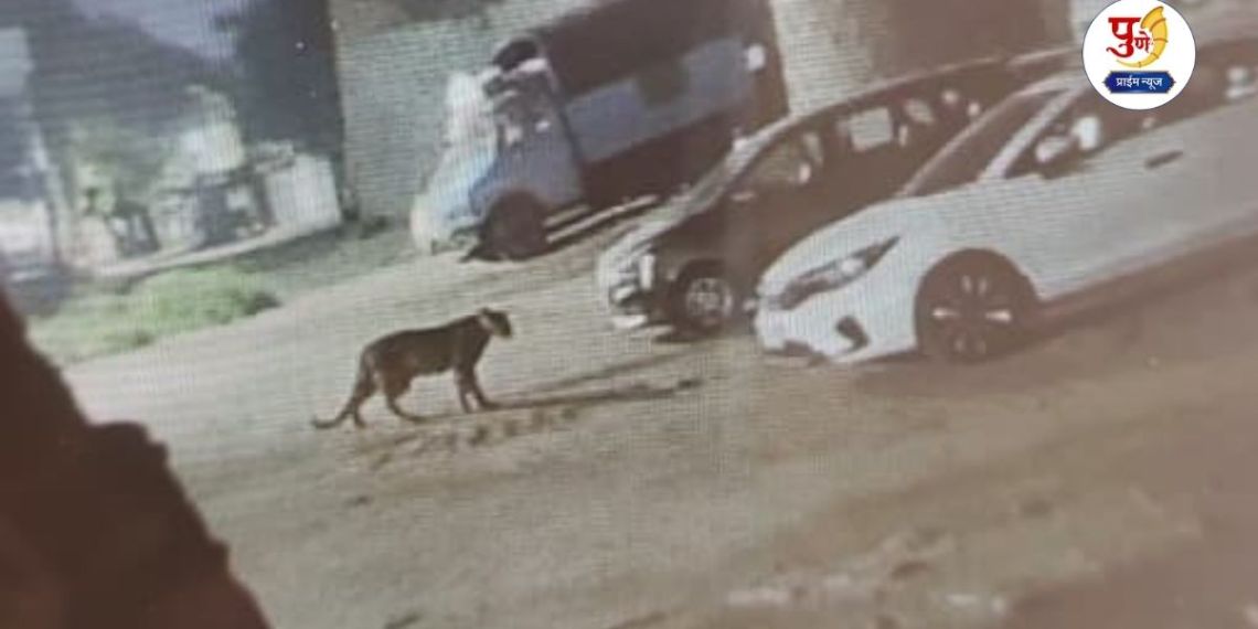 Leopard News: Leopard sighted at Kumbhargaon-Rashin Shive; Citizens warned to be alert