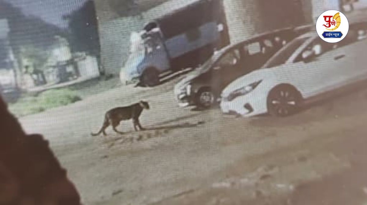 Leopard News: Leopard sighted at Kumbhargaon-Rashin Shive; Citizens warned to be alert